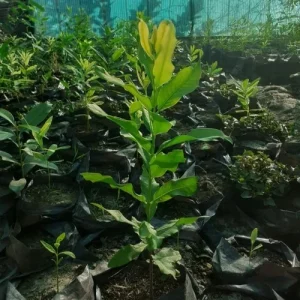 Royal White Sandalwood 5 Plants Tissue culture hybrid White Sandal Tree